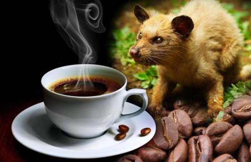 Luwak Coffee 04